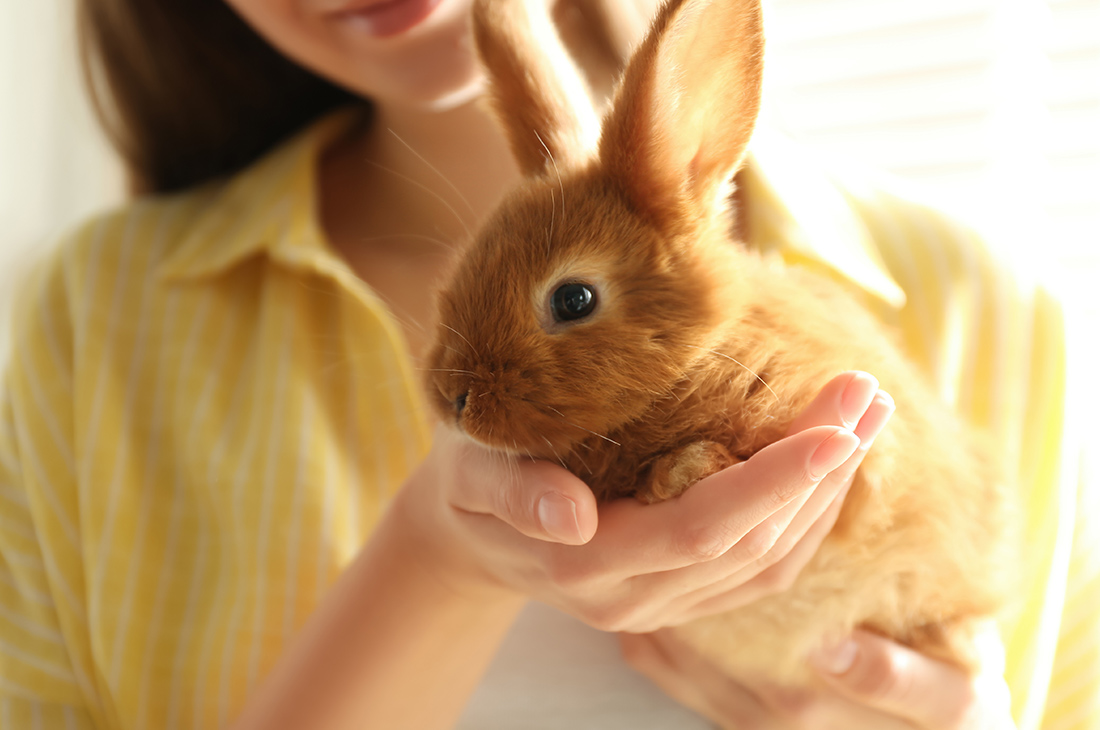 ウサギちゃんの飼い主様へ