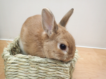 うさぎさんの飼い主様へ クレア動物病院 滋賀県 大津 草津 栗東 ホテル トリミング